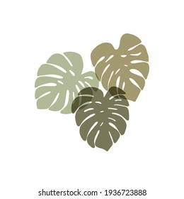 Contemporary art, modern print, floral wall art, boho decor poster. Monstera deliciosa leaves hand-drawn vector illustration. Tropical leaf plant isolated on white background. Scandinavian style