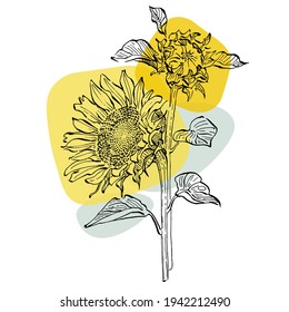 Contemporary art sunflower floral posters in trendy colors. Abstract hand drawing flowers and geometric elements and strokes, leaves and flower. 