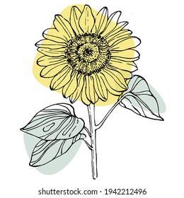 Contemporary art sunflower floral posters in trendy colors. Abstract hand drawing flowers and geometric elements and strokes, leaves and flower. 