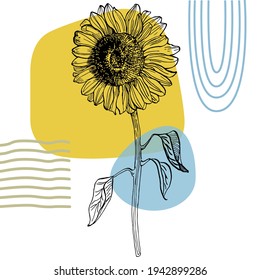 Contemporary art sunflowers posters in trendy colors. Abstract hand drawing flowers and geometric elements and strokes, leaves and flower. 
