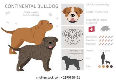 Continental Bulldog clipart. Different poses, coat colors set.  Vector illustration