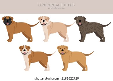 Continental Bulldog Clip Art. Unterschiedliche Posen, Farben für die Fellfarbe.  Vektorgrafik