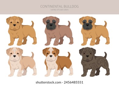 Continental Bulldog puppy clipart. Different poses, coat colors set.  Vector illustration