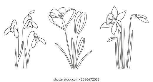 Continuous abstract line snowdrops, crocuses, daffodils. Vector illustration.