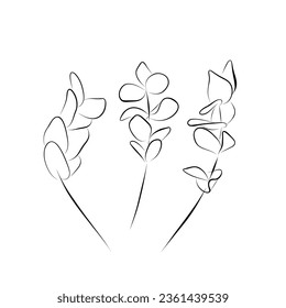 Continuous drawing. line art set of eucalyptus sprigs Vector illustration