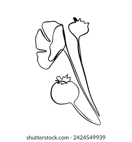 Continuous drawing of lines. Line art continuous drawing of poppy flowers. Vector minimalist