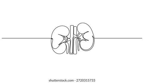 continuous line art drawing Human Kidney Anatomy vector illustration