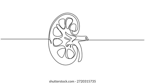 continuous line art drawing Human Kidney Anatomy vector illustration