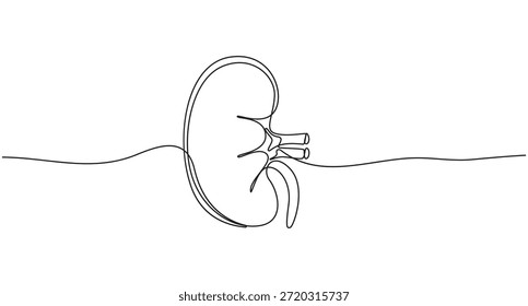 continuous line art drawing Human Kidney Anatomy vector illustration