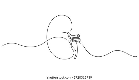 continuous line art drawing Human Kidney Anatomy vector illustration