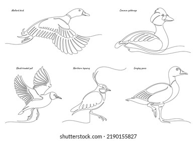 Arte continuo de pequeños pájaros acuáticos. El conjunto de vector incluye: Ganso del Greylag, garganta del norte, gaviota de cabeza negra, pato mallard, ojo dorado común