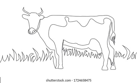 continuous line A beautiful cow is standing. Drawing black thin line on white background.