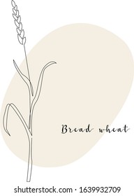 Continuous line bread wheat, grain crop. Vector line art. Perfect for logo, packaging design, icon, branding