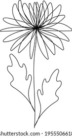 Continuous line chrysanthemum floral drawing, (Asteraceae family) November birthflower, vector