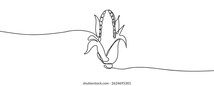 Continuous line, corn, peeled corn hand drawn line drawing illustration, vector, transparent background.