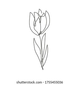 Continuous line decorative hand drawn tulip flower, design element. Can be used for cards, invitations, banners, posters, print design