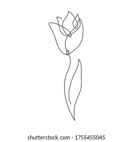 Continuous line decorative hand drawn tulip flower, design element. Can be used for cards, invitations, banners, posters, print design