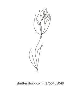 Continuous line decorative hand drawn tulip flower, design element. Can be used for cards, invitations, banners, posters, print design