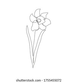 Continuous line decorative hand drawn daffodil flower, design element. Can be used for cards, invitations, banners, posters, print design