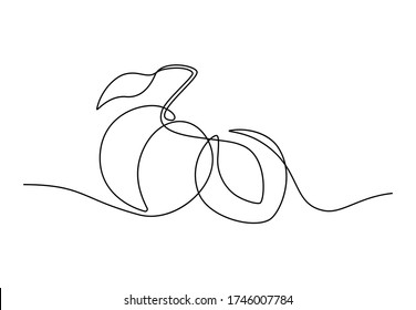 Continuous line drawing of apricot fruits. Hand drawn apricots made of one line isolated on white background, minimalistic linear design. Vector illustration