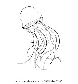 continuous line drawing of aquatic animal jellyfish
  hand drawn style vector illustration animal underwater nature