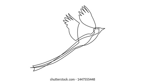 continuous line drawing of beautiful bird with long tail flying