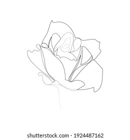 Dauerzeichnung der schönen Blumenrose