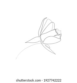 dibujo continuo de la bella rosa de la flor