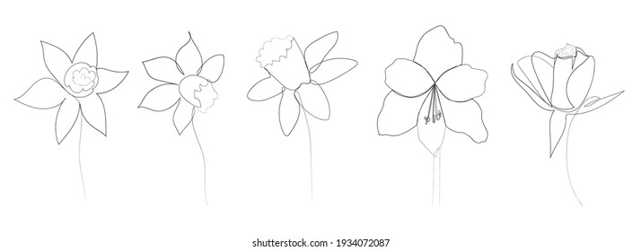 continuous line drawing of beautiful flower Calla, monstera leaf, rose, daffodil, water lily, orchid