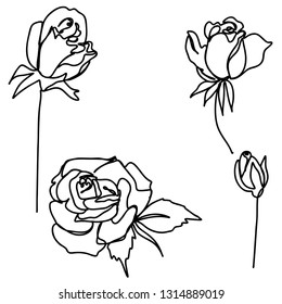 Continuous line, drawing of beautiful natural roses