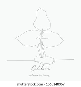 continuous line drawing. caladium. simple vector illustration. caladium concept hand drawing sketch line.