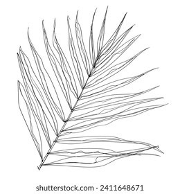 Hojas del árbol de coco de dibujo continuo de líneas. Verano de Concepto de Naturaleza. Vector de iconos de ilustración 