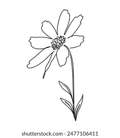continuous line drawing of cosmos flower isolated on transparent background. Vector illustration