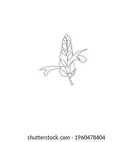 Continuous line drawing of flower, object one line, single line art icon, vector illustration
