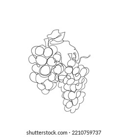 continuous line drawing grapes illustration vector