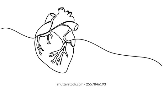 Continuous Line Drawing of Human Heart Icon. Hand Drawn Symbol Vector Illustration, Human Heart Single Line Icon, Continuous one line art anatomical human heart silhouette. Healthy medicine concept.