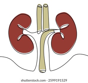 Continuous line drawing of the human kidney in red vector illustration. 