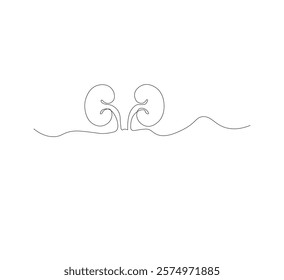 Continuous line drawing of the human organ kidney in one line with a frame on a white background. Abstract vector illustrator
