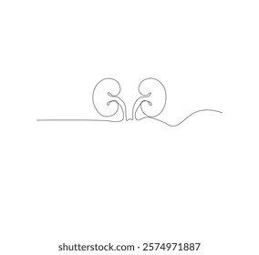Continuous line drawing of the human organ kidney in one line with a frame on a white background. Abstract vector illustrator