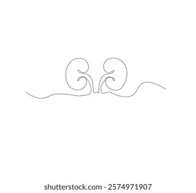 Continuous line drawing of the human organ kidney in one line with a frame on a white background. Abstract vector illustrator