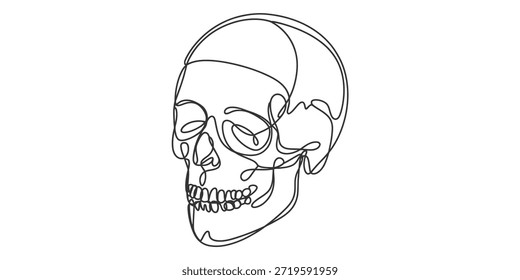 Continuous line drawing of a human skull, a minimalist and artistic representation of anatomy Vector, illustration