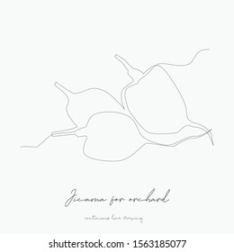 continuous line drawing. jicama for orchard. simple vector illustration. jicama for orchard concept hand drawing sketch line.