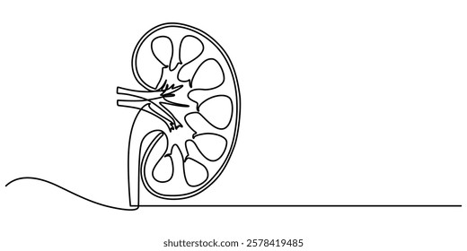 Continuous Line Drawing of Kidney Icon. Hand Drawn Symbol Vector Illustration, Human kidney continuous one line drawing vector illustration, Vector hand drawn style design for health and medical. 