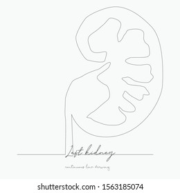 continuous line drawing. left kidney. simple vector illustration. left kidney concept hand drawing sketch line.