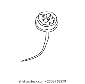 continuous line drawing of lotus seed.