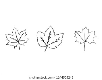 continuous line drawing of maple leaves natural spring vector environment illustration