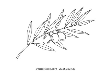 Dibujo de línea continua de rama de olivo con Vector de bayas. Elegante diseño botánico para envases cosméticos o tema de comida mediterránea.