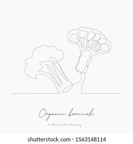 continuous line drawing. organic broccoli. simple vector illustration. organic broccoli concept hand drawing sketch line.