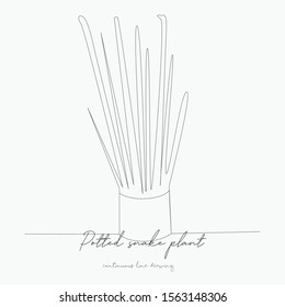continuous line drawing. potted snake plant. simple vector illustration. potted snake plant concept hand drawing sketch line.