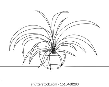 Continuous line drawing sketch of Chlorophytum. One line drawing house plant in pot. 